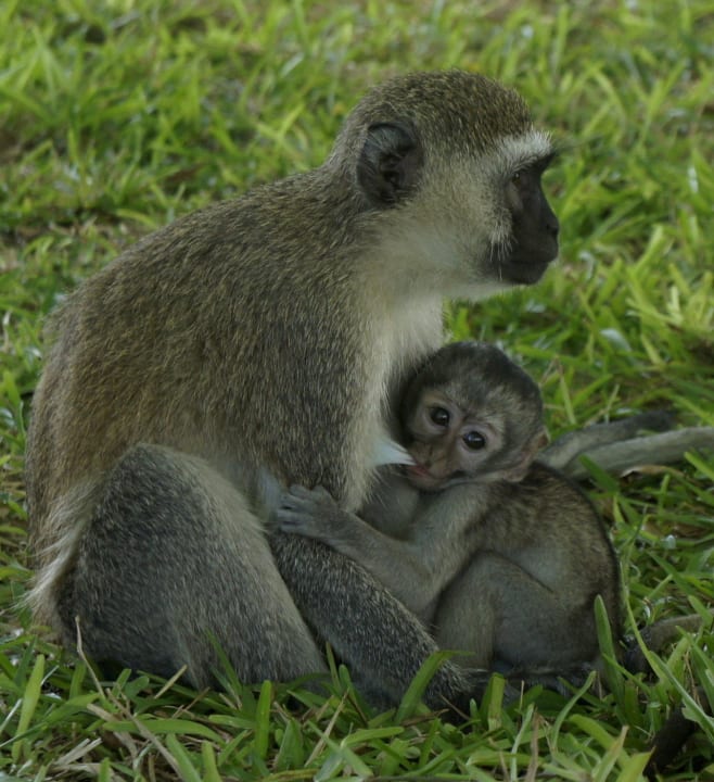 Słodkie hotelowe małpiątka PrideInn Flamingo Beach Resort & Spa