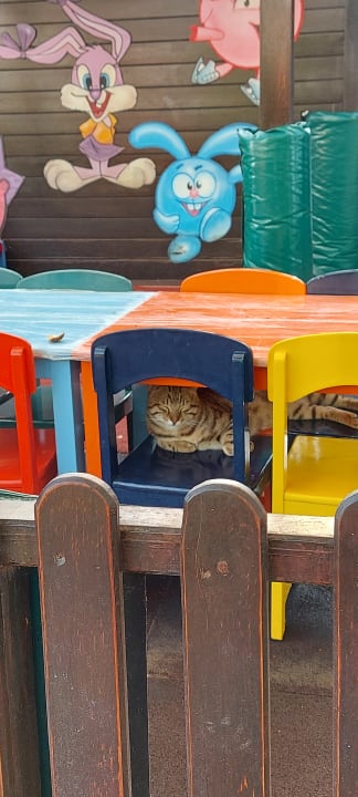 Sport & Freizeit Side Star Elegance