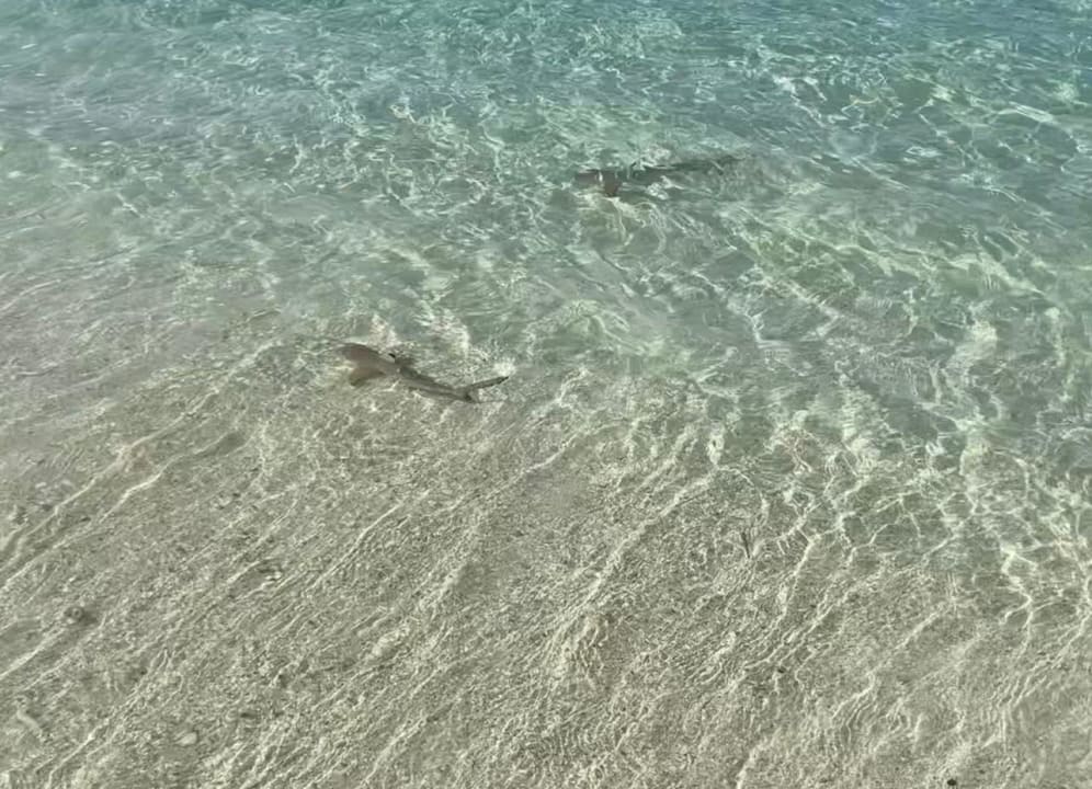 Strand Kuredhivaru Resort and Spa, Maldives
