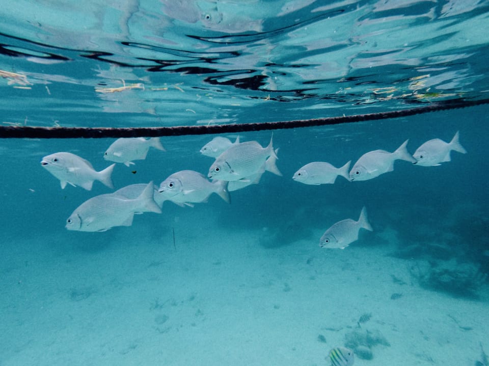 Sport & Freizeit Akumal Bay Beach & Wellness Resort