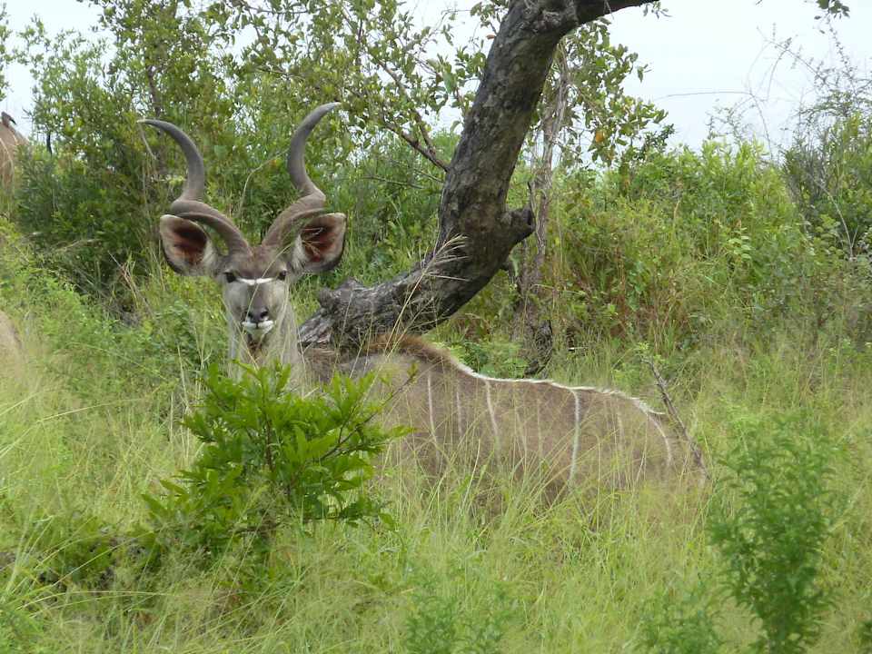 Safari Sabi Sabi Bush Lodge