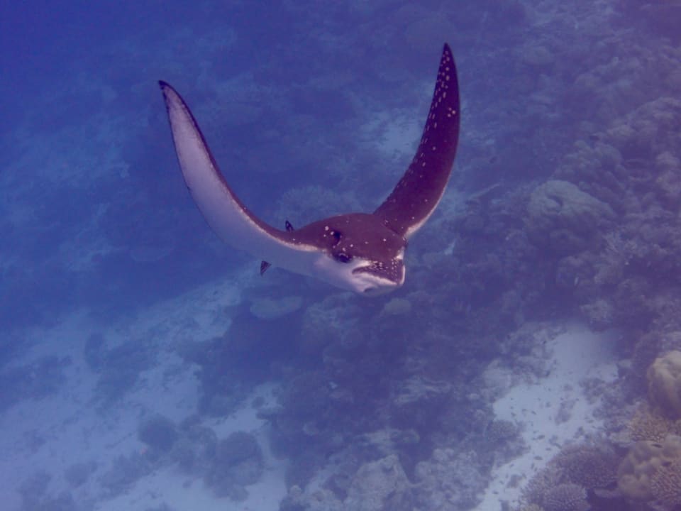 Sport & Freizeit NH Collection Maldives Havodda Resort