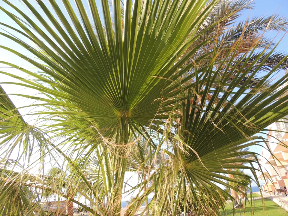 Gartenanlage Three Corners Sea Beach Resort