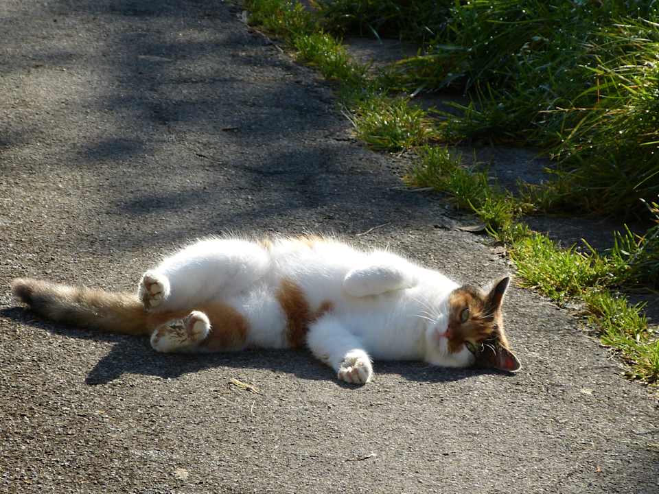 Hofkatze  Ferienhof Aichele