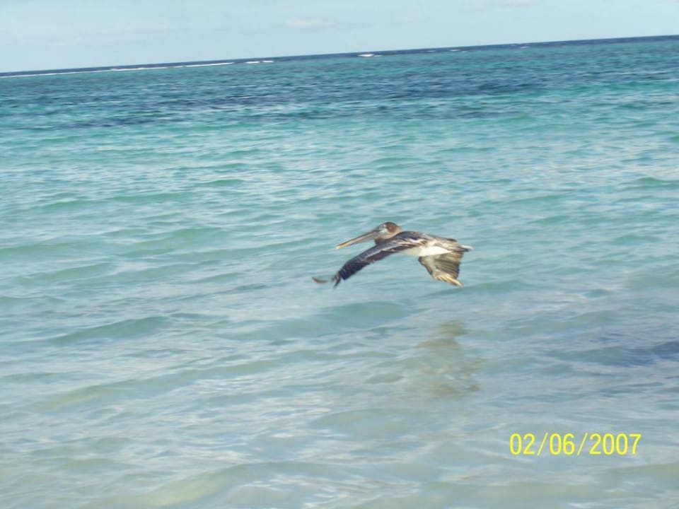 Der süße Strandbesucher Akumal Bay Beach & Wellness Resort