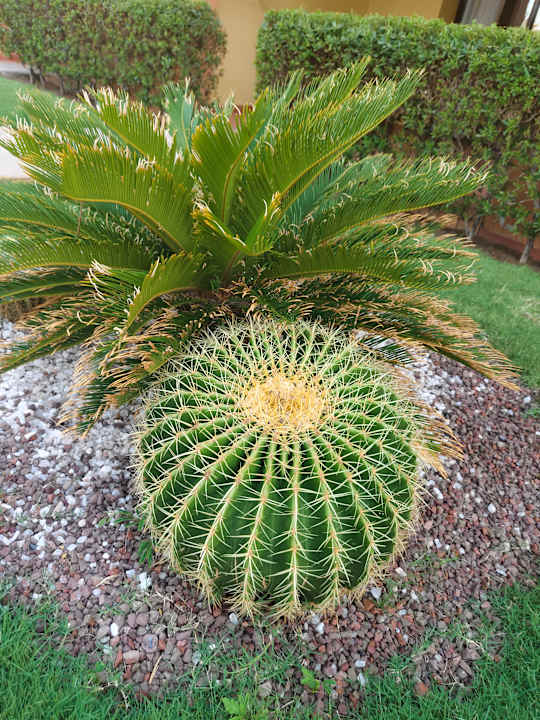 Gartenanlage Jaz Makadi Saraya Resort