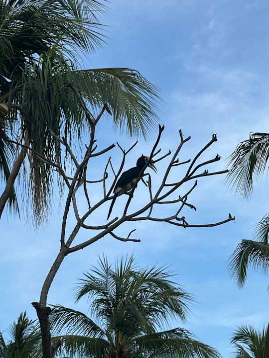 Gartenanlage Berjaya Langkawi Resort
