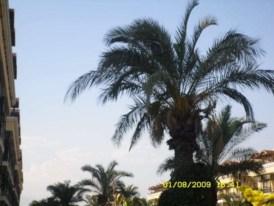 Palmen Crystal Paraiso Aqua Collection