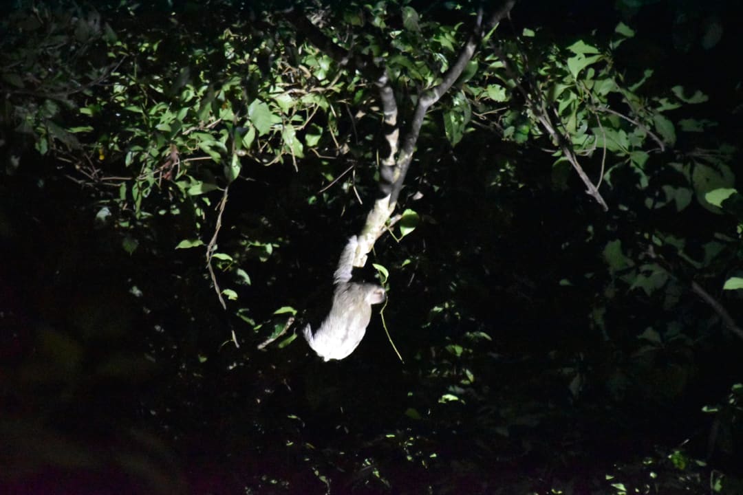 Gartenanlage Hotel Pachira Lodge