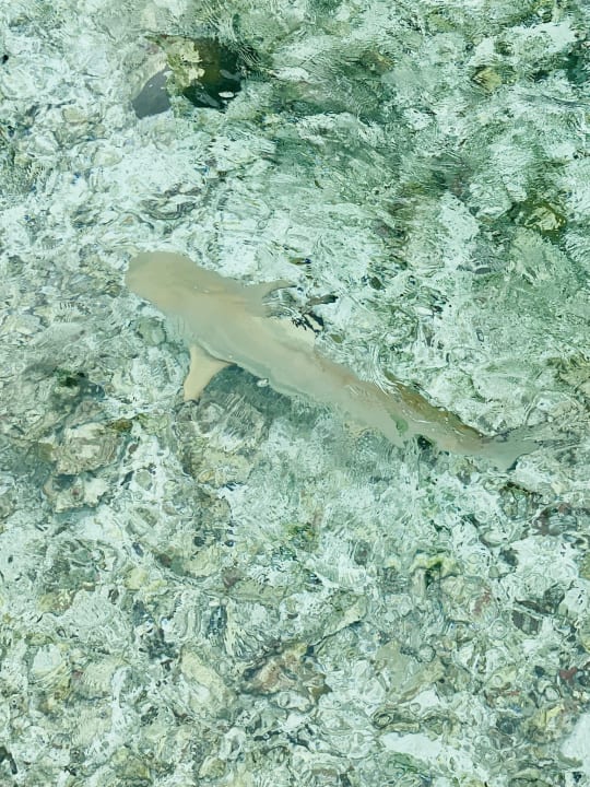 Strand Cinnamon Dhonveli Maldives