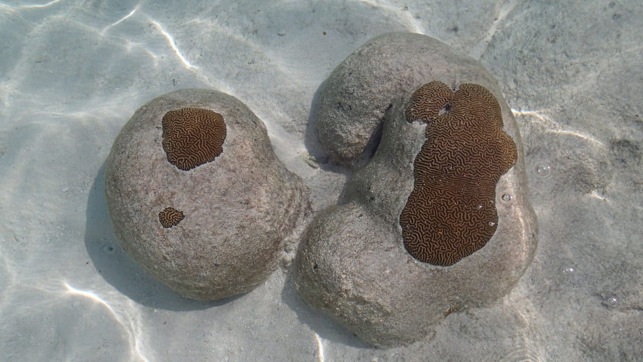 Direkt am Strand Kuramathi Maldives