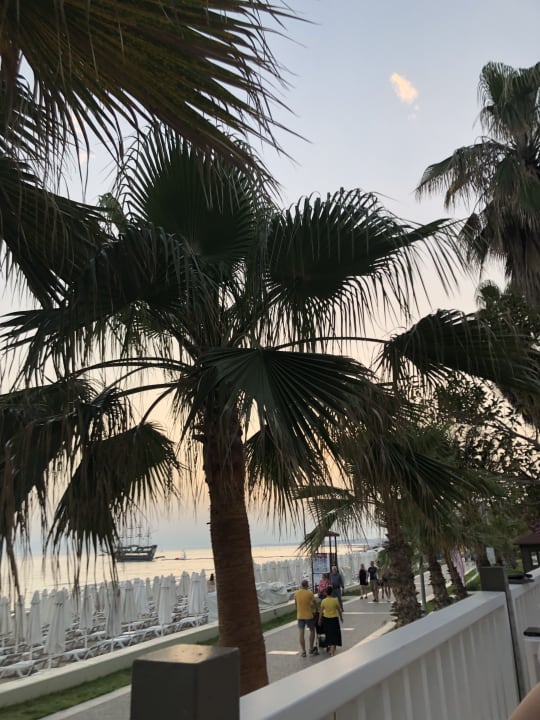 Strand Acanthus Cennet Barut Collection