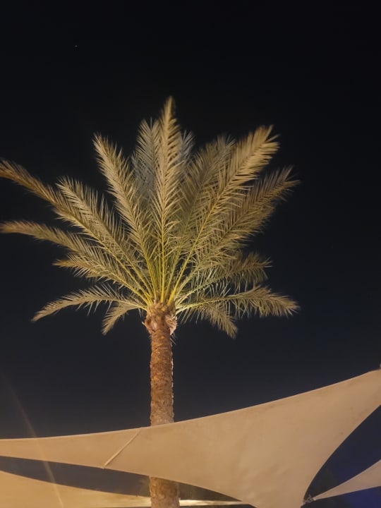 Sonstiges Desert Rose