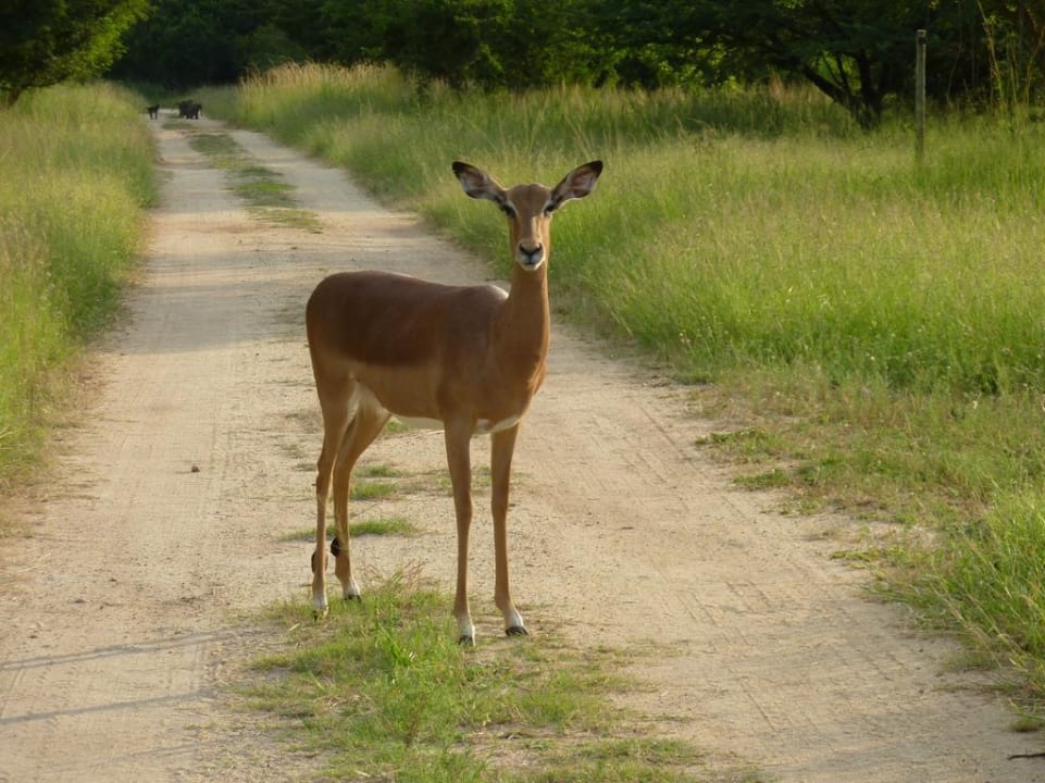 Impala Hotel Blyde River Canyon Lodge