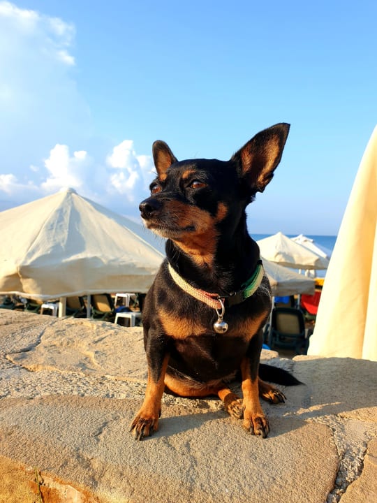 Sonstiges Özlem Garden Hotel