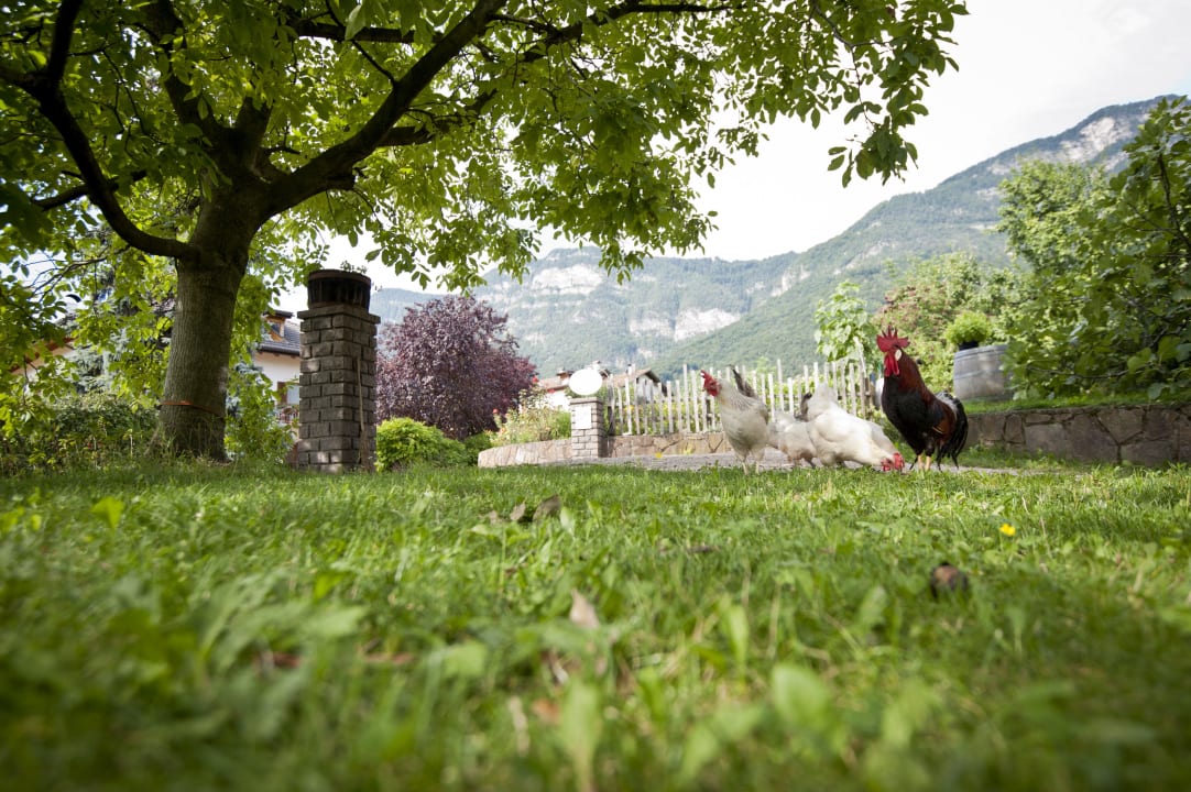 Unsere Hühner Bioweinhof Tröpfltal