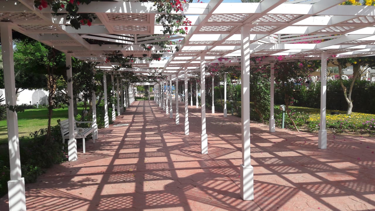 Gartenanlage Desert Rose