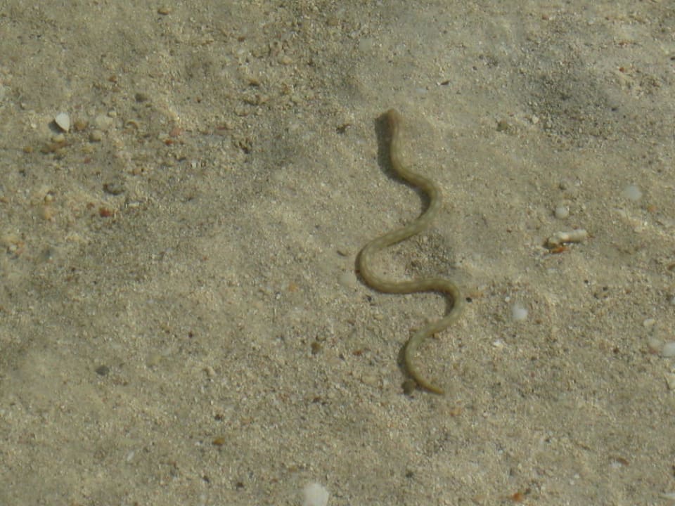 Wasserschlange Half Moon