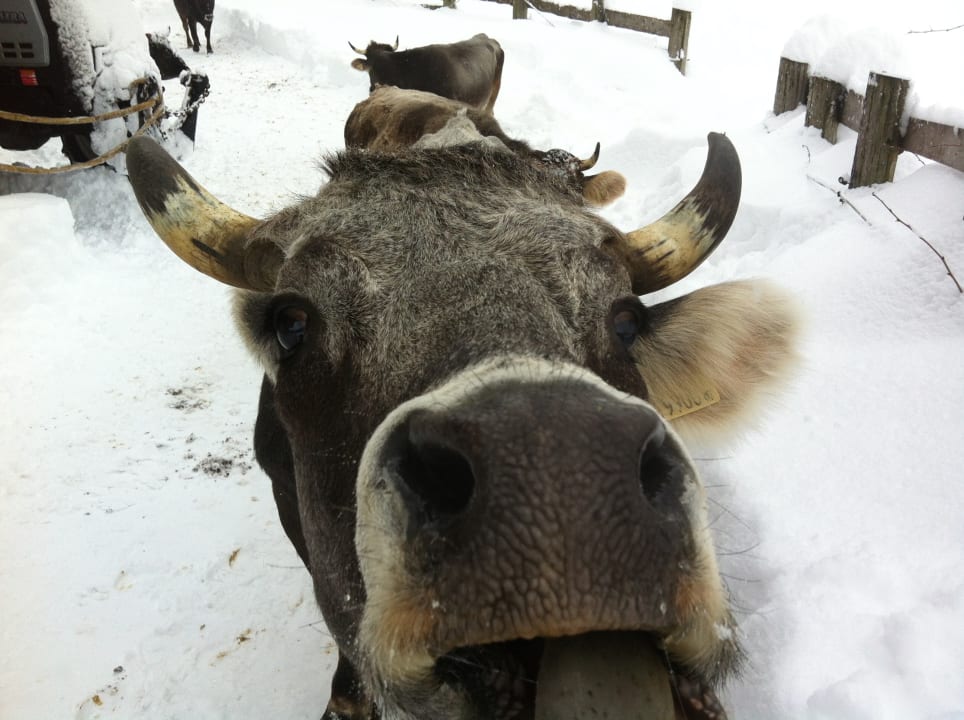 Sonstiges Pension-Biobauernhof Hagenhof
