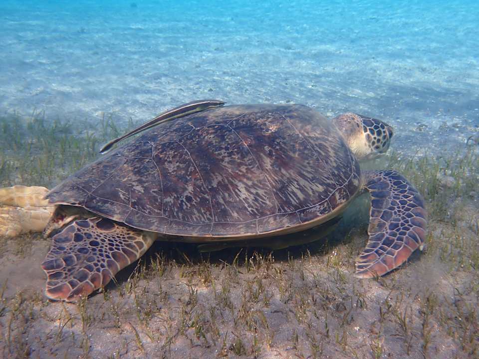 Sonstiges Shams Alam Beach Resort