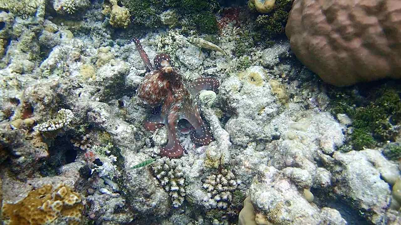 Sonstiges Vilamendhoo Island Resort & Spa