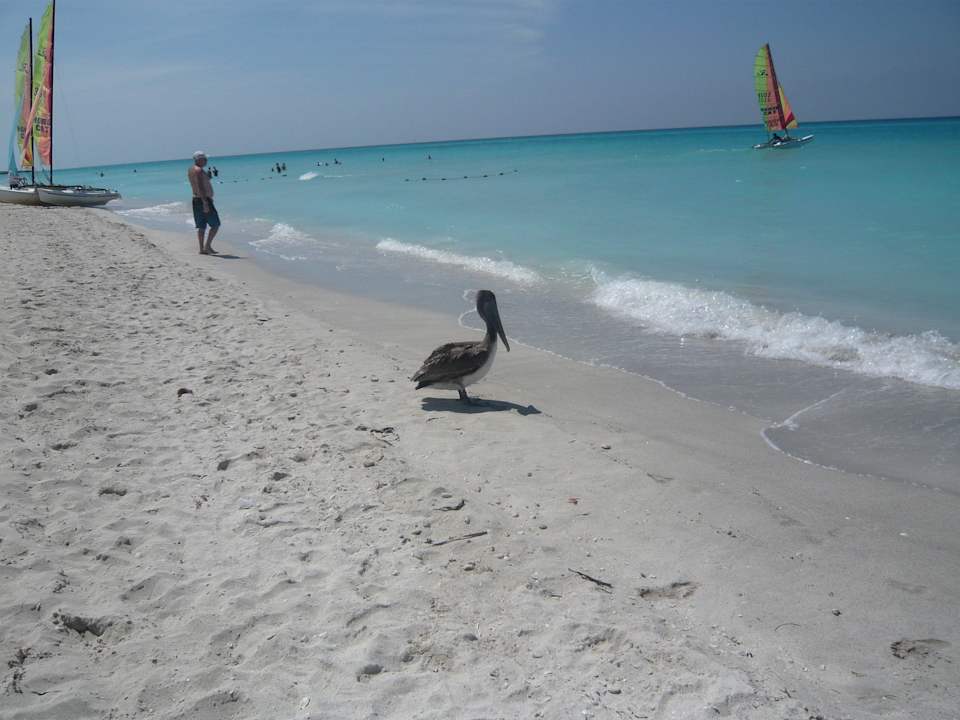 Pelikane - Ein schöner Anblick zum wiederkommen Iberostar Origin Taínos