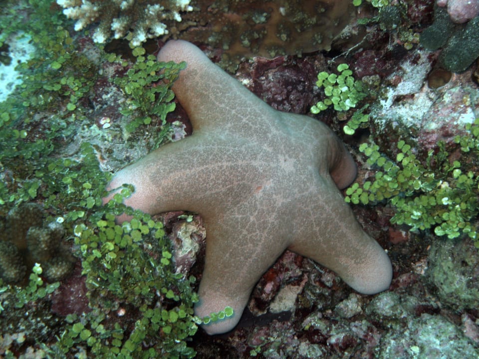 Seestern Summer Island Maldives