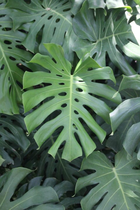 Gartenanlage Capitán Suizo Beachfront Boutique Hotel