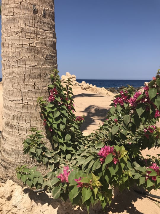 Strand Pickalbatros Citadel Resort