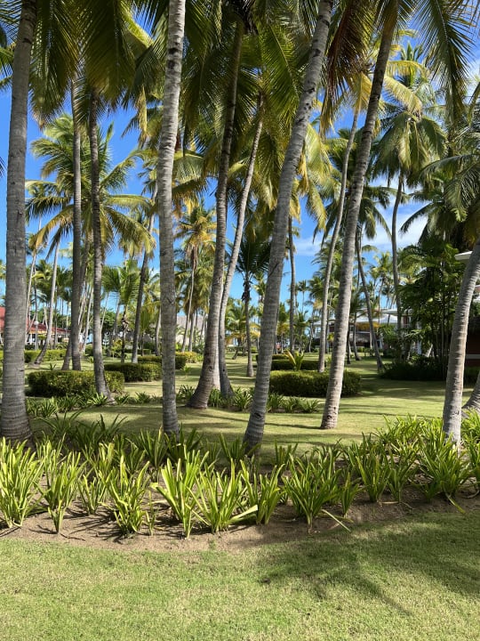 Gartenanlage Grand Palladium Punta Cana Resort & Spa