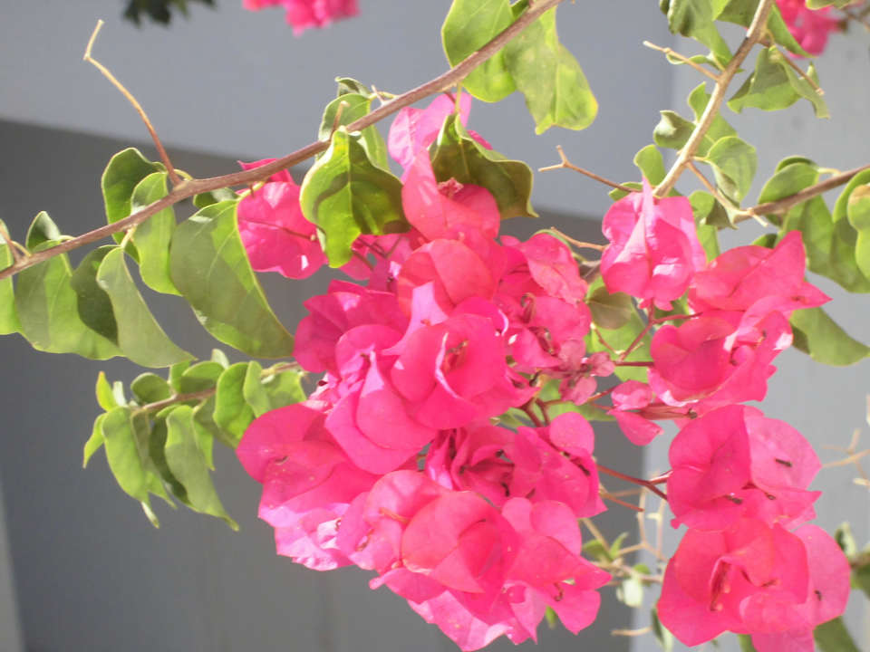 So sieht`s vor der Haustür aus... Hotel El Mouradi Djerba Menzel