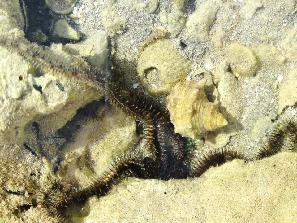 Seestern Pickalbatros Dana Beach Resort - Hurghada