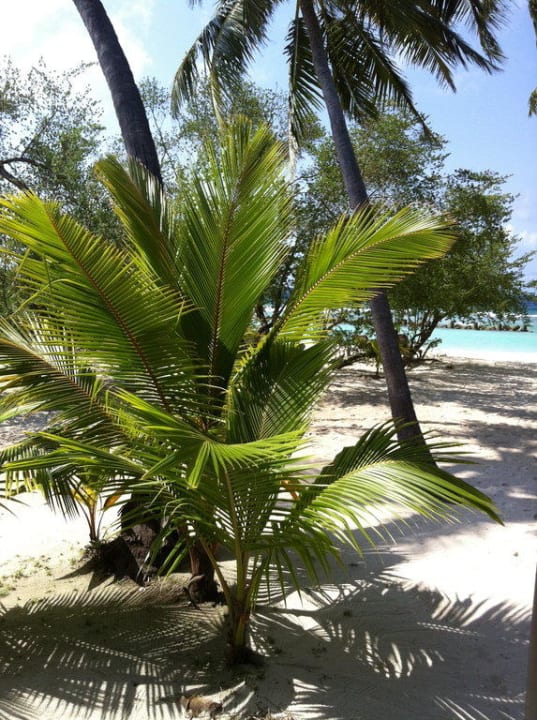 Ausblick von der Villa 293 Kuredu Island Resort & Spa