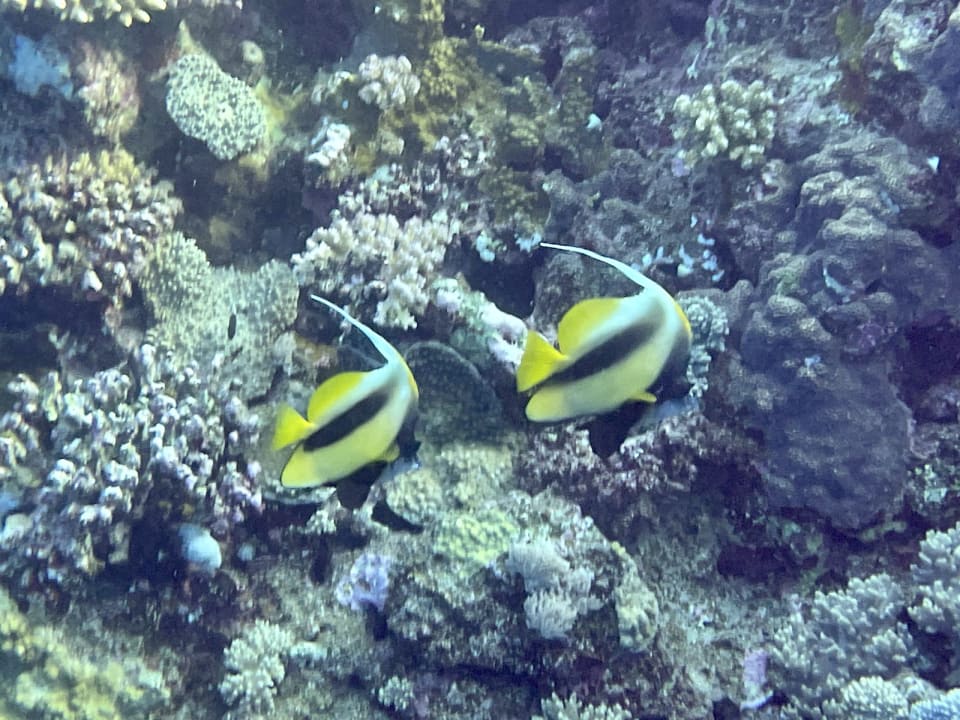 Sport & Freizeit Steigenberger Coraya Beach - Adults only