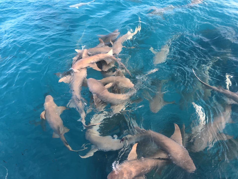 Strand Cinnamon Hakuraa Huraa Maldives