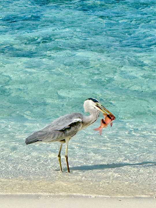 Strand The Halcyon Private Isles Maldives, Autograph Collection