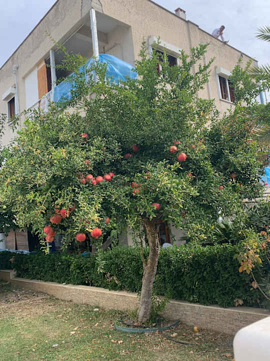 Gartenanlage Paloma Pasha