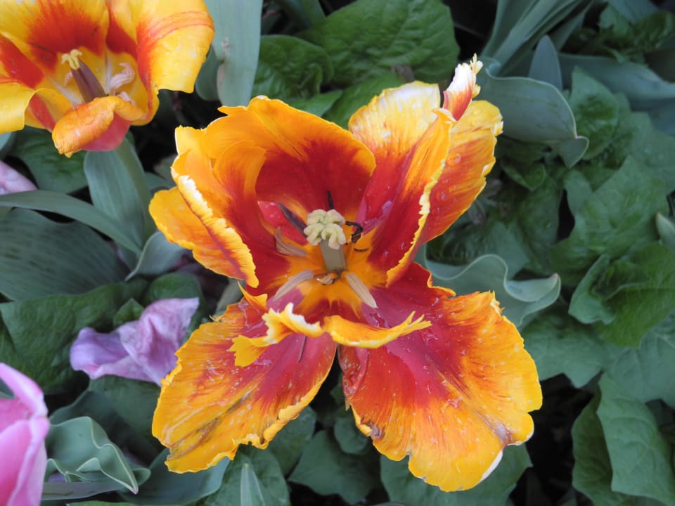 Tulpenmärchen Alpenresort Schwarz