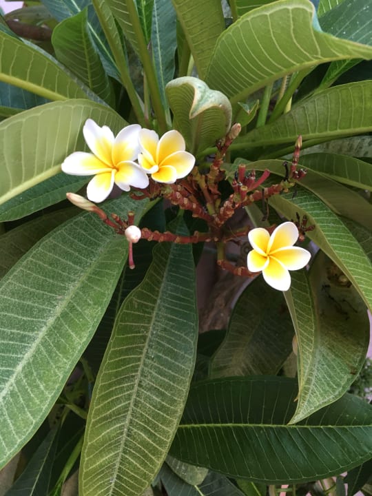 Gartenanlage High Beach Resort