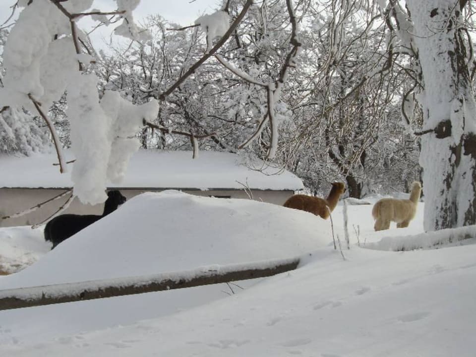 Alpacas neben dem Hotel Hotel Lugsteinhof