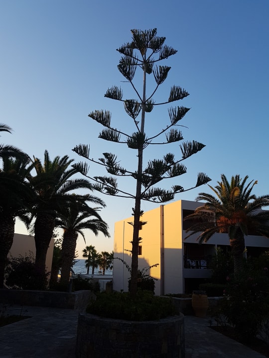 Ausblick allsun Hotel Malia Beach