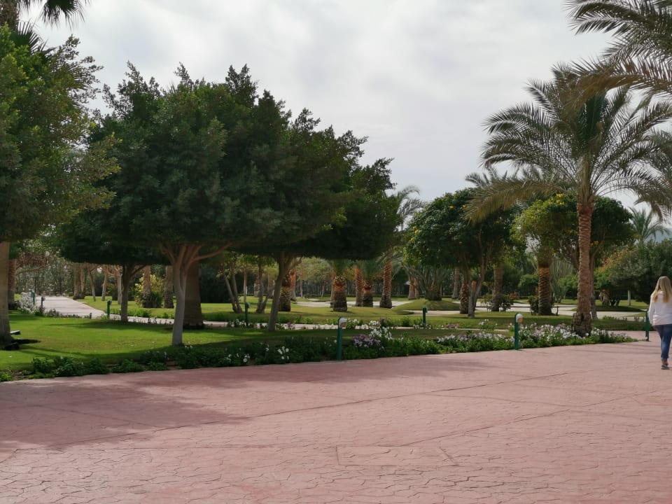 Gartenanlage Desert Rose