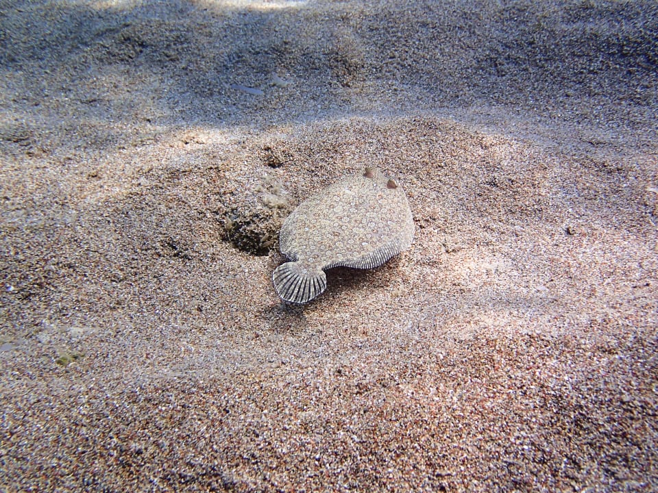 Strand Atlantica Plimmiri