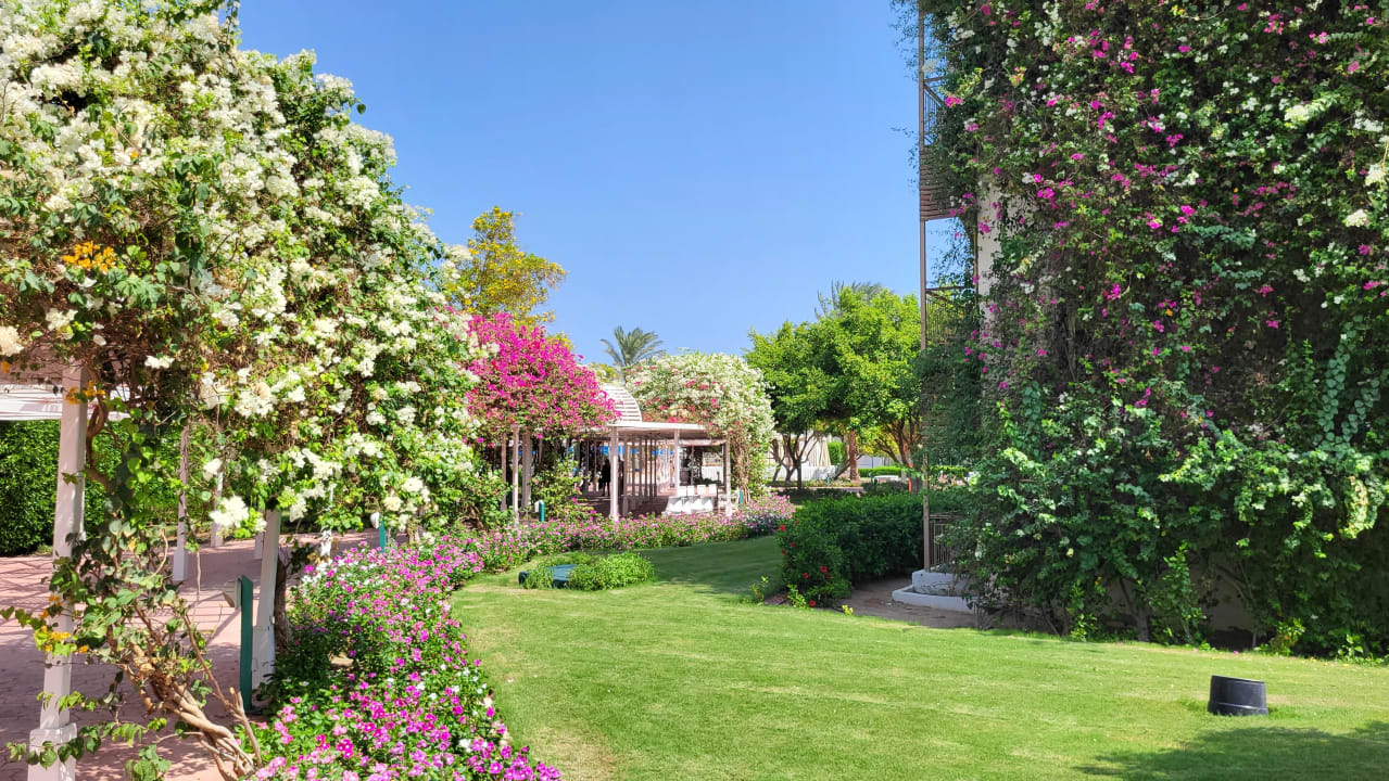 Gartenanlage Desert Rose