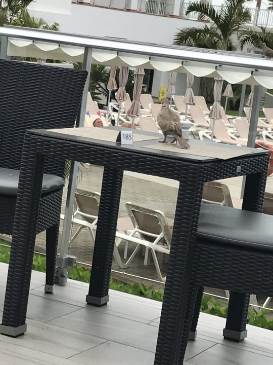 Gastro Hotel Riu Arecas - Adults only