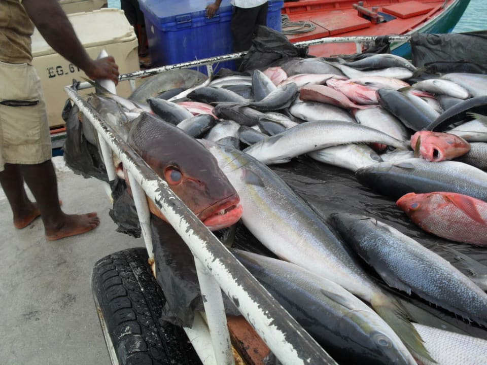 Fischanlieferung auf der Insel Adaaran Select Hudhuran Fushi - Premium All Inclusive