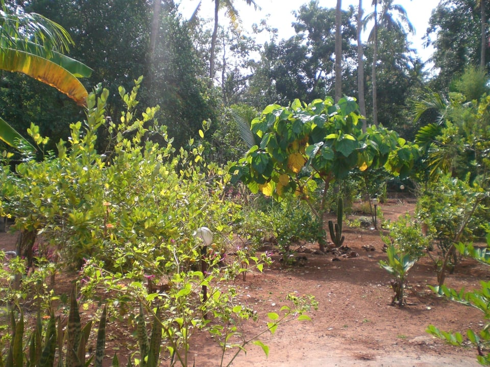 Tropischer Garten ELDC Dreamcatcher House