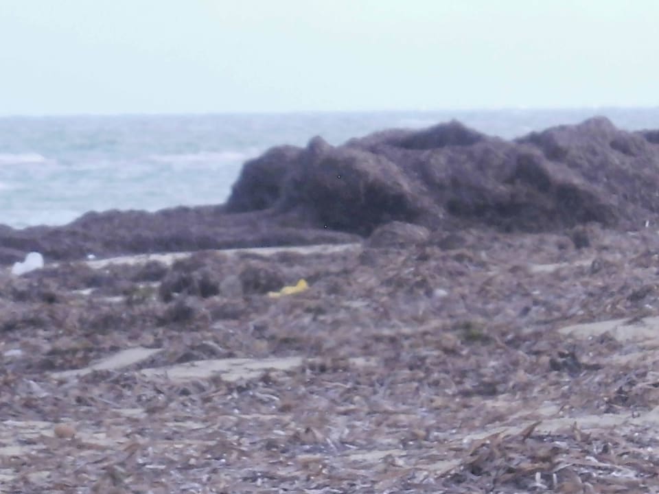 Was man sich nicht wünscht...Öko Hotel Sangho Club Zarzis