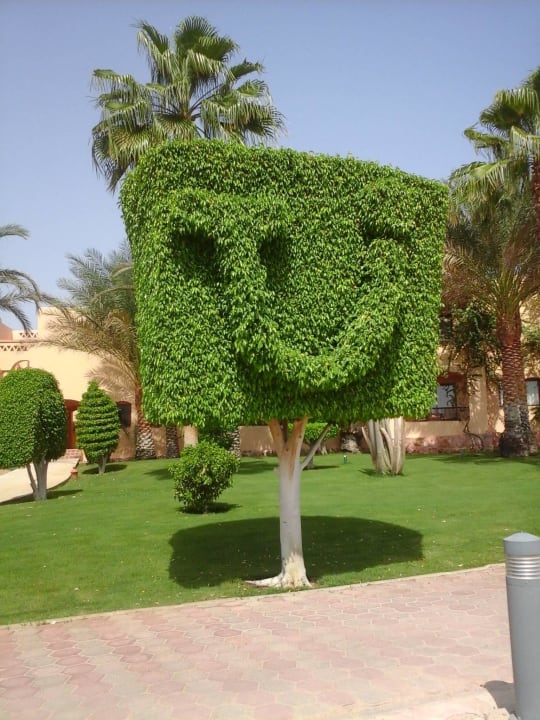 Ein Hingucker Jaz Solaya