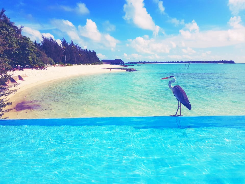 Pool Summer Island Maldives